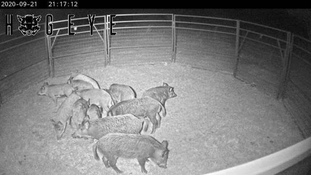 Application period for wild hog control program begins today